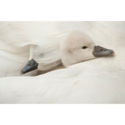 Jeunes cygnes - 30x45 cm - Cadre photo - Plexiglas