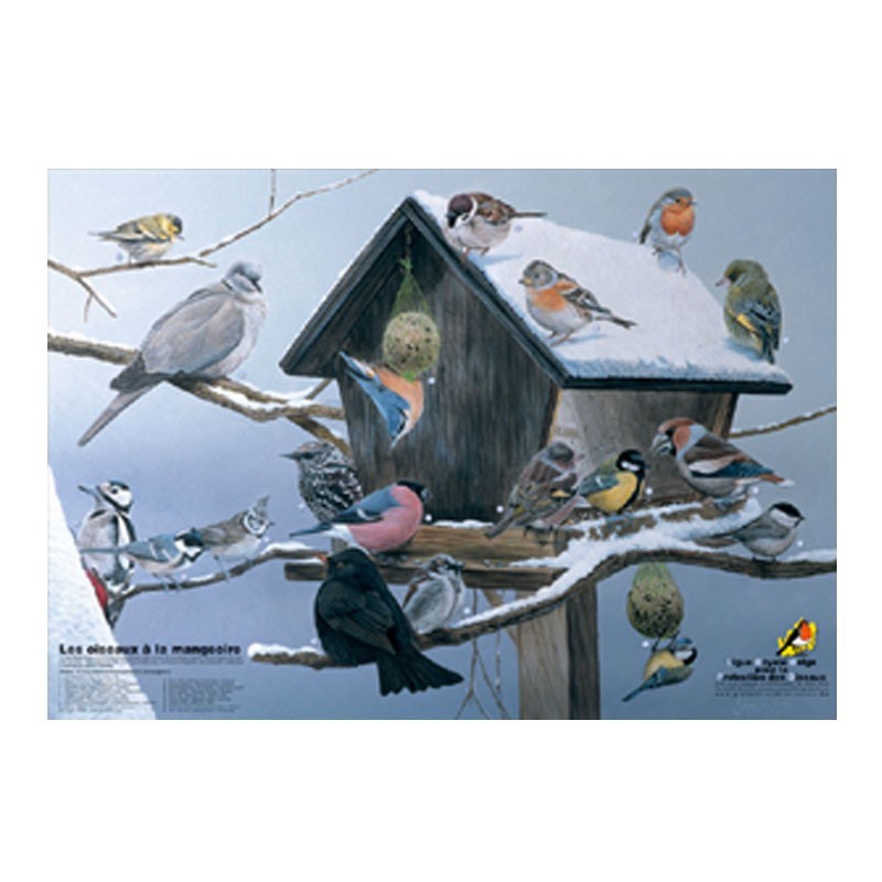 Poster Oiseaux à la mangeoire