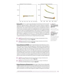 Ecologie acoustique des chiroptères d'Europe - Identification des espèces, étude de leurs habitats et comportements de chasse Ecologie acoustique des chiroptères d'Europe - Identification des espèces, étude de leurs habitats et comportements de chasse