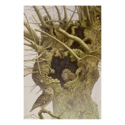 5 cartes de correspondance - Série 10 (Buzin)