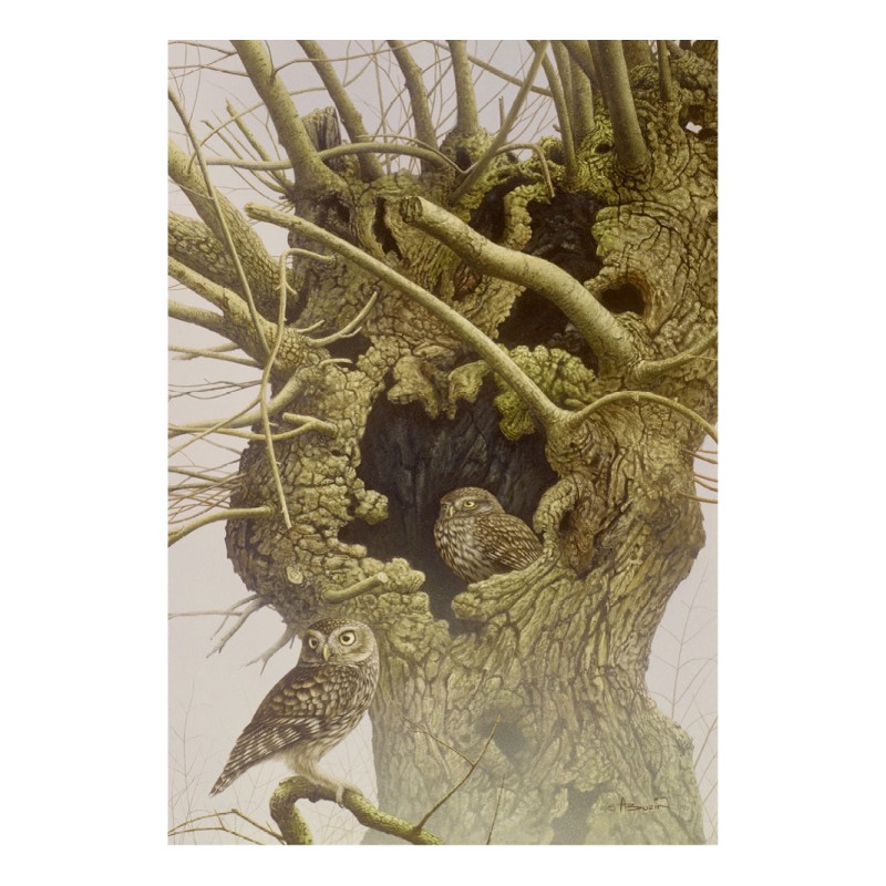 5 cartes de correspondance - Série 10 (Buzin)