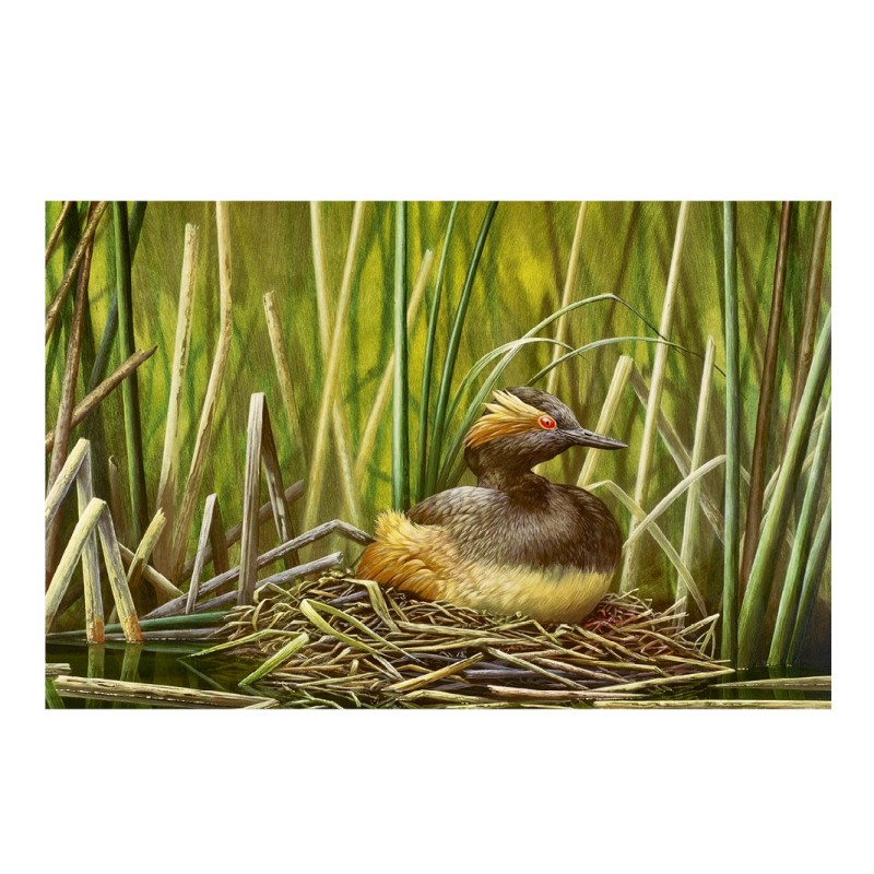 5 cartes de correspondance - Série 10 (Buzin)