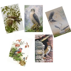 5 cartes de correspondance - Série 9 (Buzin)