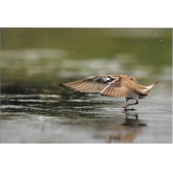 Petit gravelot - Carte de correspondance (photo)