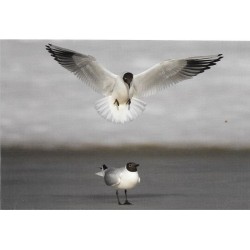 Mouettes rieuses - Carte de correspondance (photo)