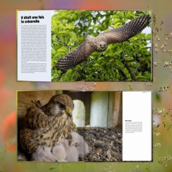 Le faucon de l'espoir