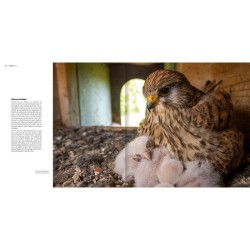 Le faucon de l'espoir