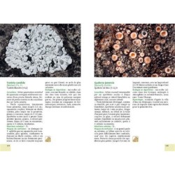 Mousses et lichens. 290 espèces faciles à identifier