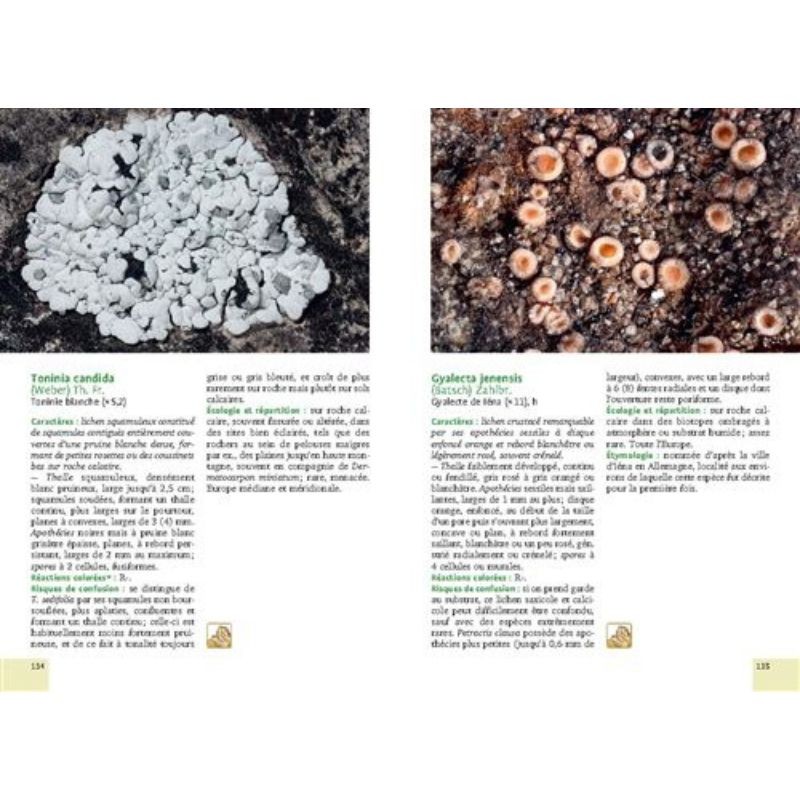 Mousses et lichens - 290 espèces faciles à identifier