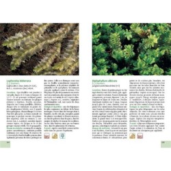 Mousses et lichens. 290 espèces faciles à identifier