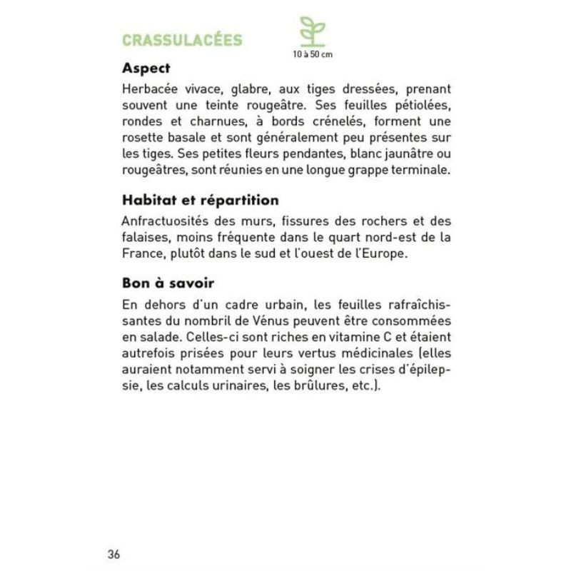 Le petit guide des plantes sauvages des rues - 70 espèces à découvrir