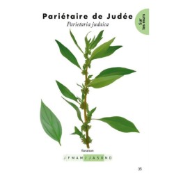 Le petit guide des plantes sauvages des rues : 70 espèces à découvrir Le petit guide des plantes sauvages des rues : 70 espèces à découvrir