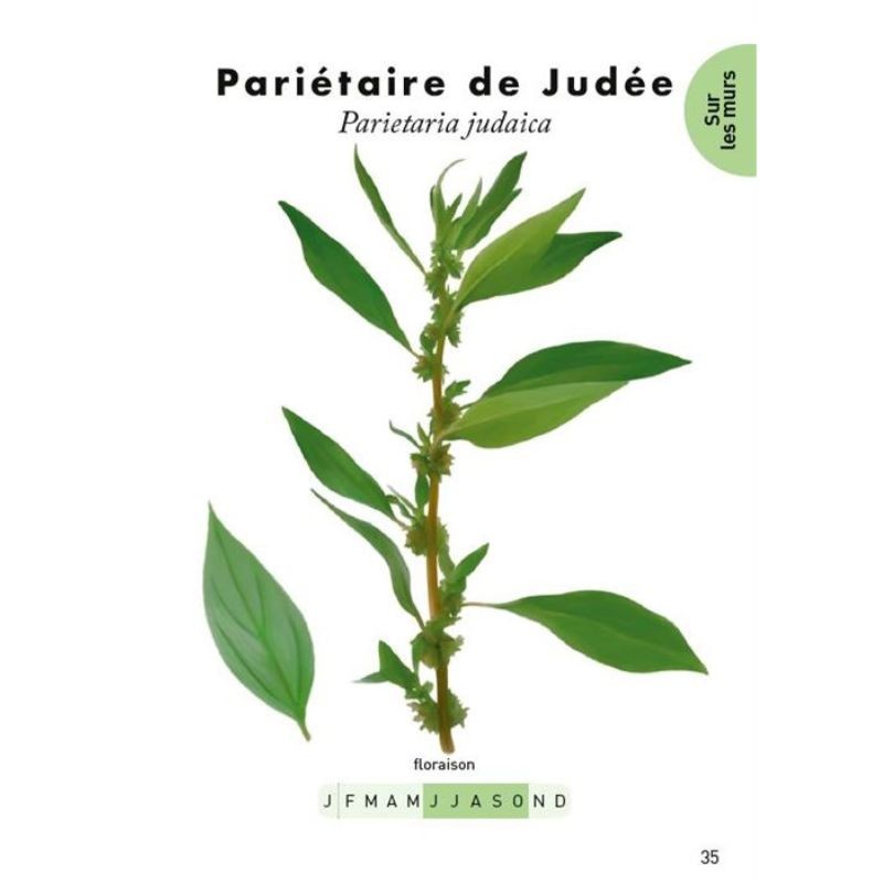 Le petit guide des plantes sauvages des rues - 70 espèces à découvrir