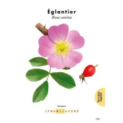 Le petit guide des plantes sauvages des rues : 70 espèces à découvrir Le petit guide des plantes sauvages des rues : 70 espèces à découvrir