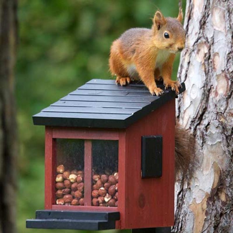 Mangeoire pour écureuils rouge ou blanche