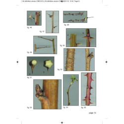 Clé de détermination des principaux arbres, arbustes, arbrisseaux et lianes de Belgique en hiver