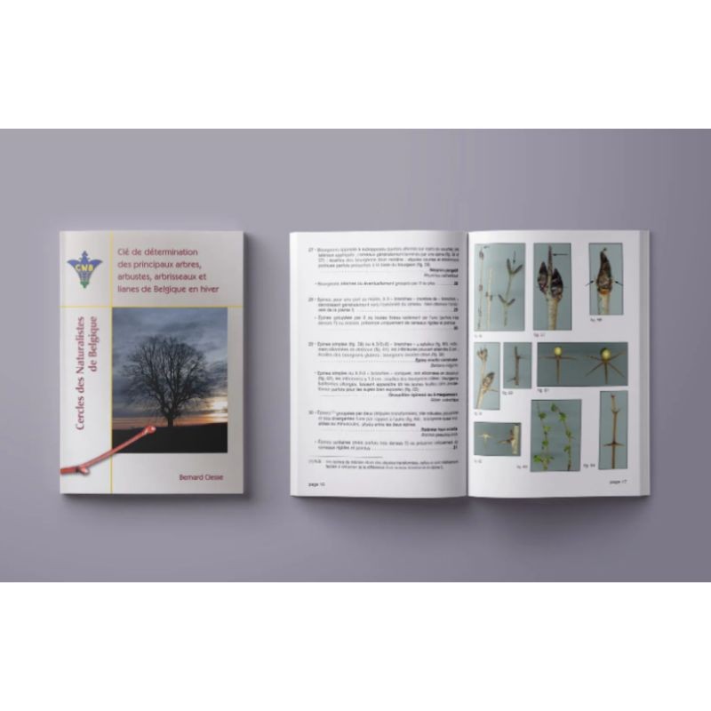 Clé de détermination des principaux arbres, arbustes, arbrisseaux et lianes de Belgique en hiver