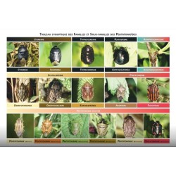 Clé de détermination photographique des « punaises des bois » ou pentatomoïdes de Belgique