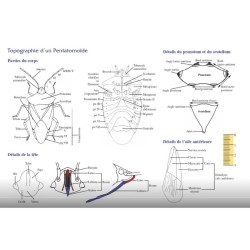 Clé de détermination photographique des « punaises des bois » ou pentatomoïdes de Belgique