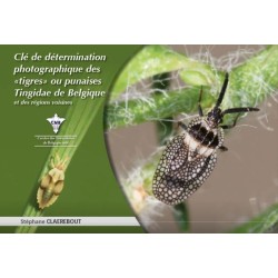 Clé de détermination photographique des "tigres" ou punaises Tingidae de Belgique