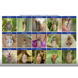 Clé de détermination photographique des "tigres" ou punaises Tingidae de Belgique Clé de détermination photographique des "tigres" ou punaises Tingidae de Belgique