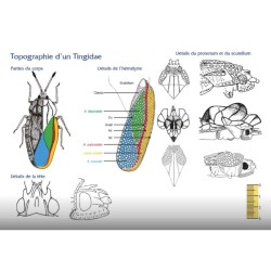 Clé de détermination photographique des "tigres" ou punaises Tingidae de Belgique Clé de détermination photographique des "tigres" ou punaises Tingidae de Belgique