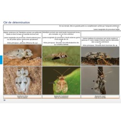 Clé de détermination photographique des "tigres" ou punaises Tingidae de Belgique Clé de détermination photographique des "tigres" ou punaises Tingidae de Belgique