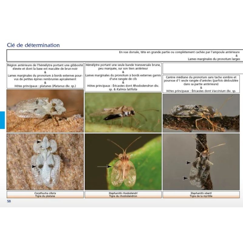 Clé de détermination photographique des "tigres" ou punaises Tingidae de Belgique