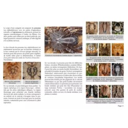 Clé de détermination photographique des principales araignées de Belgique Clé de détermination photographique des principales araignées de Belgique