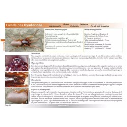 Clé de détermination photographique des principales araignées de Belgique Clé de détermination photographique des principales araignées de Belgique
