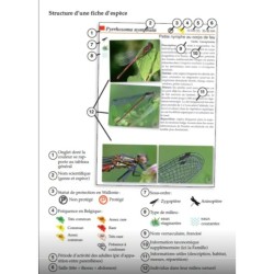 Les libellules - Les carnets du naturaliste