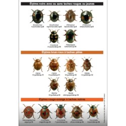 Les coccinelles - Les carnets du naturaliste/2e édition