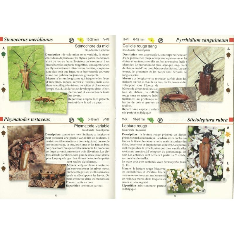 Les longicornes - Les carnets du naturaliste Les longicornes - Les carnets du naturaliste