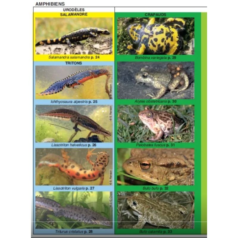 Les batraciens et les reptiles - Les carnets du naturaliste