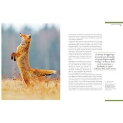 Renards - Les mal-aimés