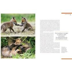 Renards - Les mal-aimés