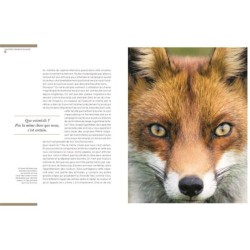 Renards - Les mal-aimés