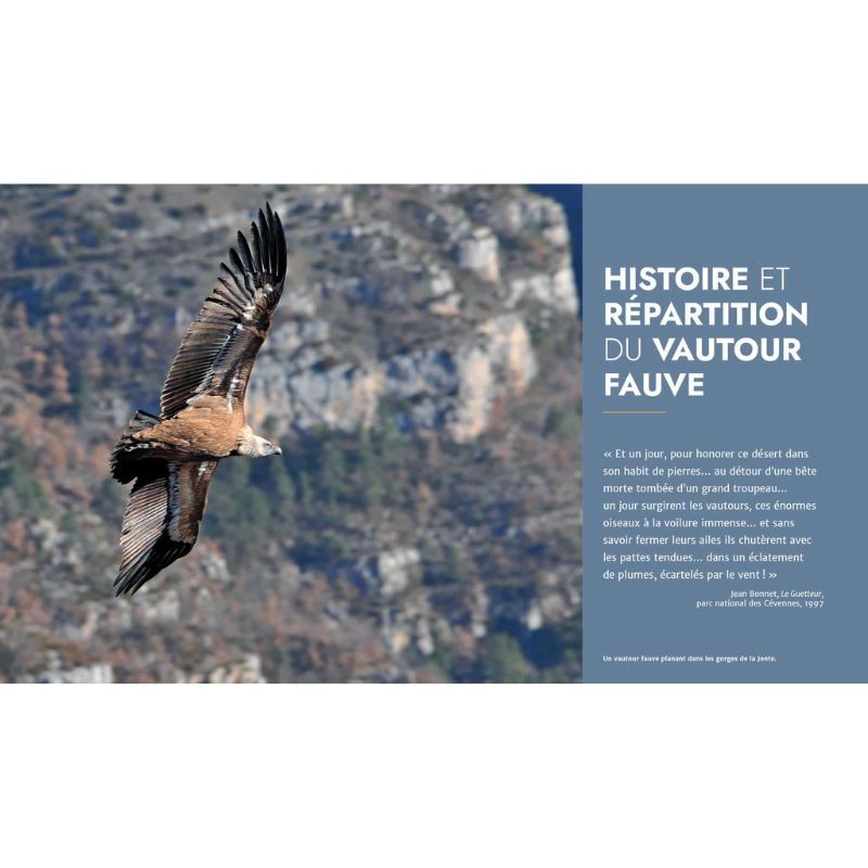 Le Vautour fauve