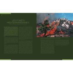 Forêts - Des racines et des hommes