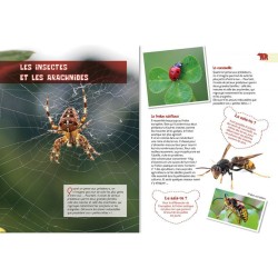 Les animaux prédateurs - P'tit curieux Les animaux prédateurs - P'tit curieux