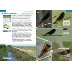 Guide photo des libellules d'Europe