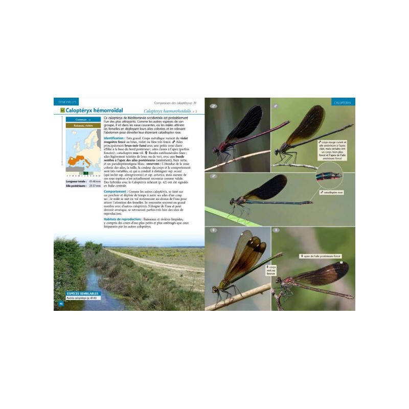 Guide photo des libellules d'Europe
