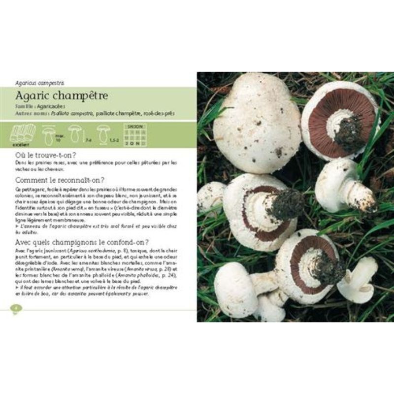 Guide pour réhydrater des champignons asiatiques