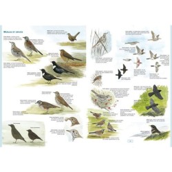 Oiseaux du jardin - Les identifier par leur aspect, leur comportement et leur habitat - Tome 0 Oiseaux du jardin - Les identifier par leur aspect, leur comportement et leur habitat - Tome 0
