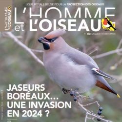 Revue L’Homme et l’Oiseau - Jaseurs boréaux une invasion en 2024 ?