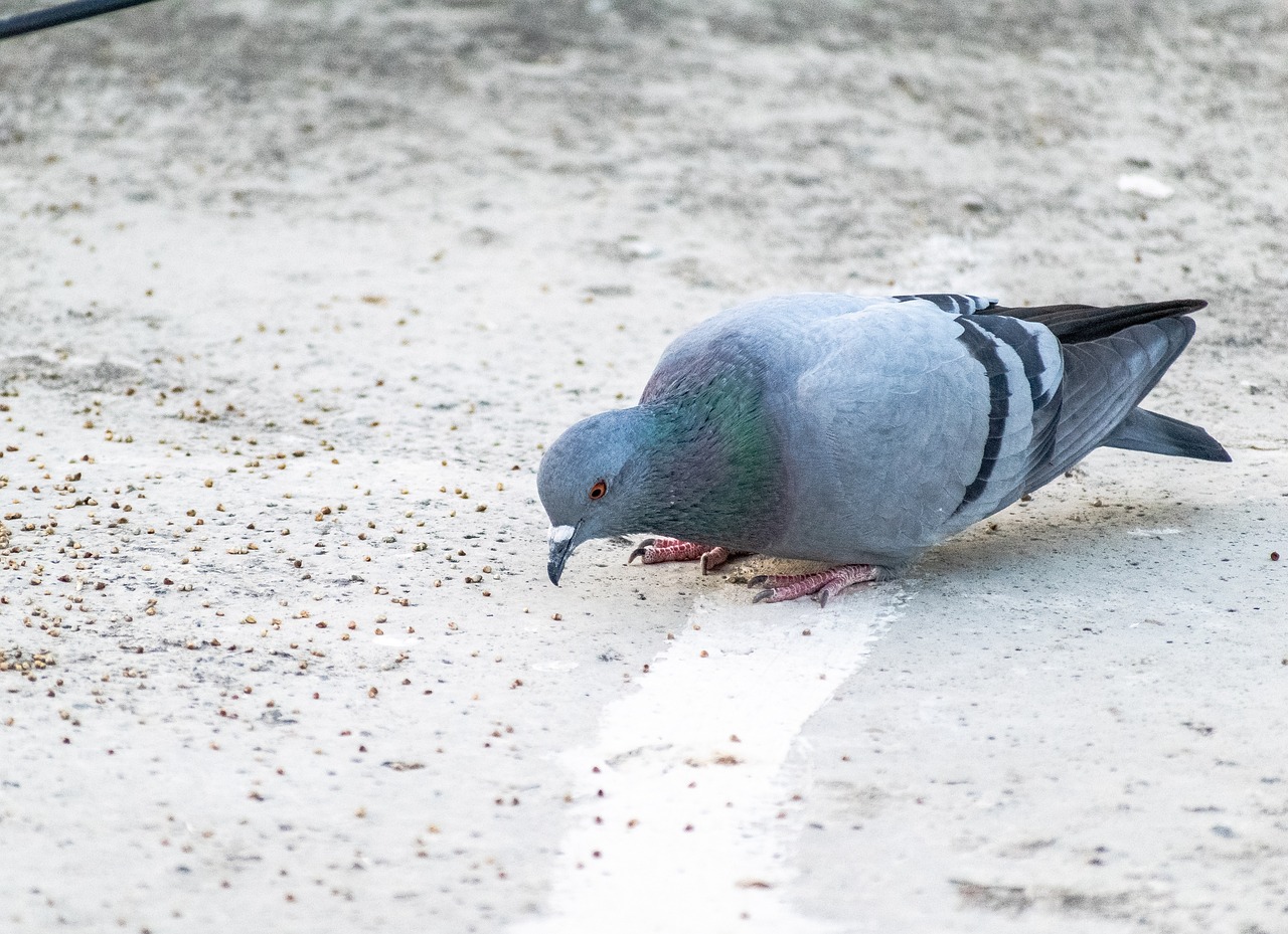 Pigeon-Domestique-Alimentation