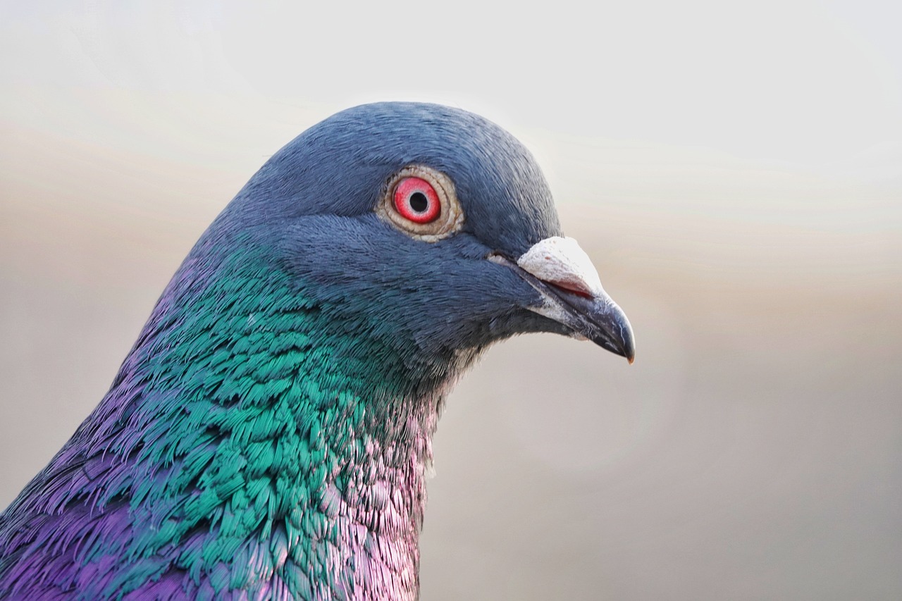 Pigeon-Domestique-Gros-Plan