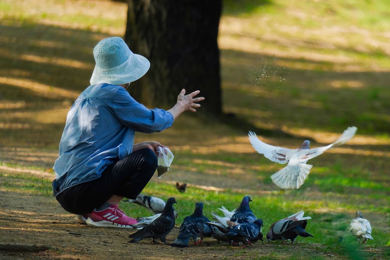 Pigeon-Domestique-Nourissage