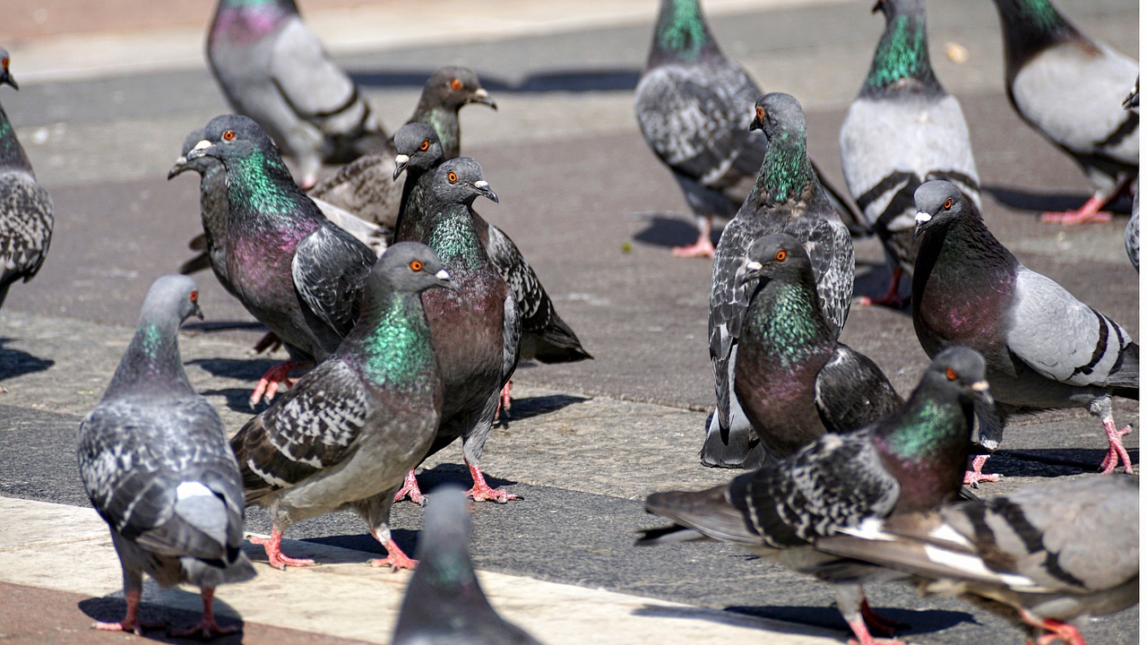 Pigeons-Domestiques-Groupe