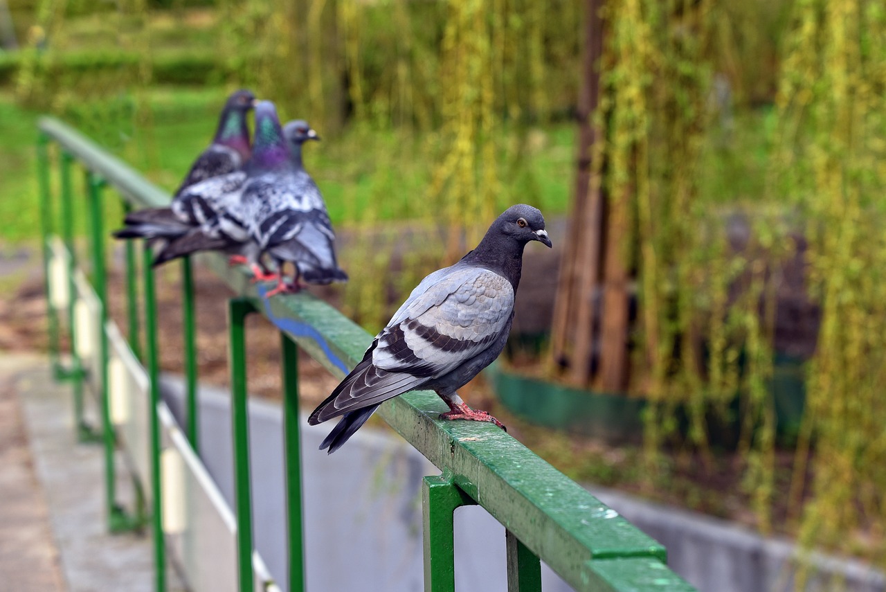 Pigeons-Domestiques-Rambarde